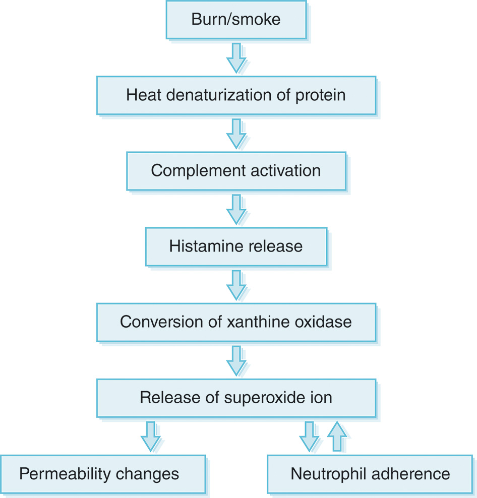 A flow chart illustrates the process of tissue injury and inflammation. The flow chart illustrates the sequence of events in tissue injury. It starts with burn or smoke exposure, leading to heat-induced protein denaturation. This triggers complement system activation, followed by histamine release. Xanthine oxidase is converted, resulting in the release of superoxide ions. These events cause changes in vascular permeability and promote neutrophil adherence, contributing to inflammation and tissue damage.