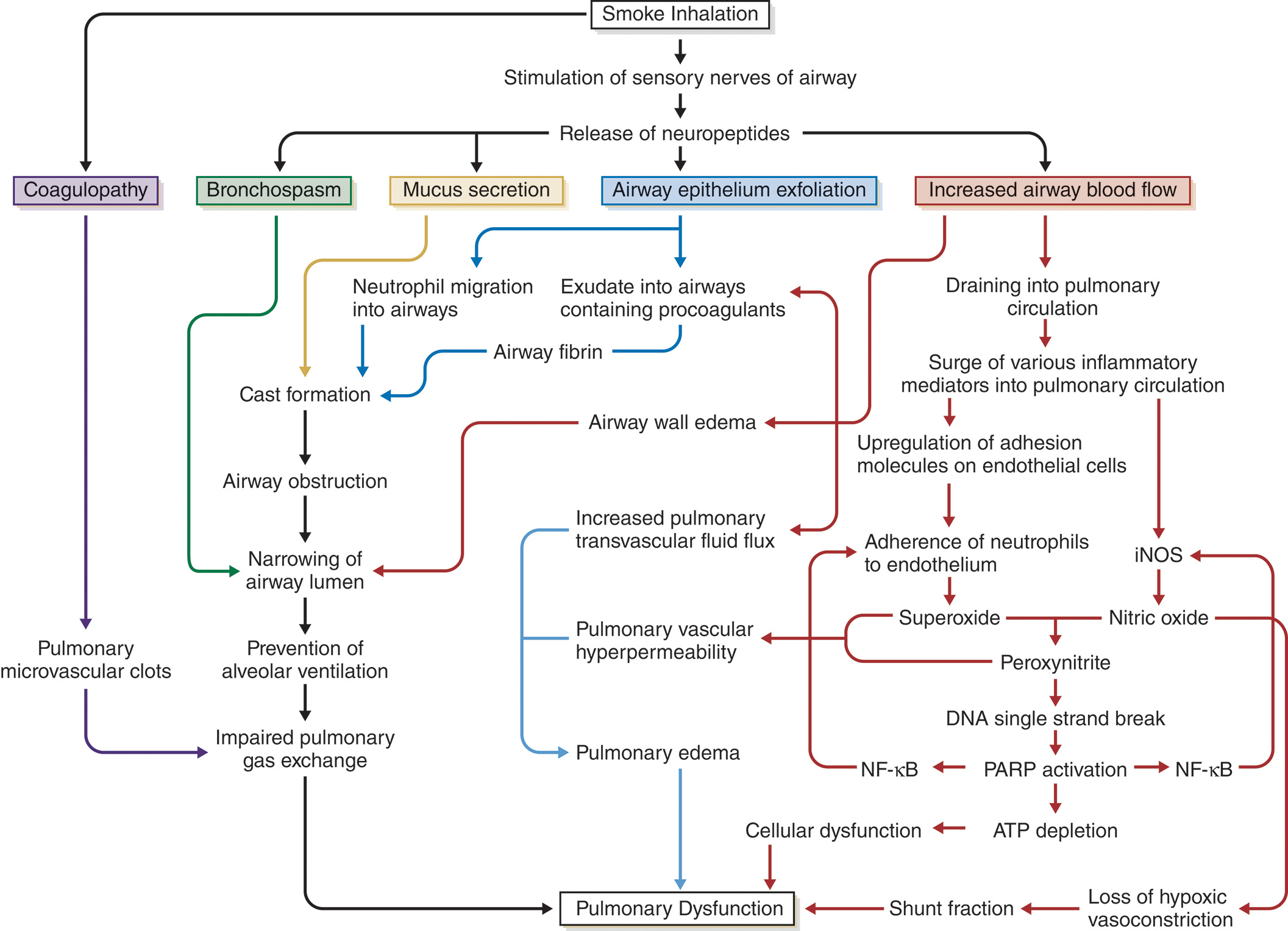 A flow chart depicts how smoke inhalation leads to airway inflammation, blockage, fluid leakage, and impaired lung function. The flow chart depicts that smoke inhalation causes coagulopathy, which leads to pulmonary microvascular clots, impaired gas exchange, and ultimately pulmonary dysfunction. It also stimulates sensory nerves in the airways, releasing neuropeptides. This divides into four main parts: bronchospasm, mucus secretion, airway epithelium exfoliation, and increased airway blood flow. Bronchospasm narrows the airway lumen, preventing alveolar ventilation, and impaired gas exchange causes pulmonary dysfunction. Mucus secretion leads to cast formation, airway obstruction, narrowing of the airway lumen, prevention of alveolar ventilation, and impaired gas exchange, ultimately resulting in pulmonary dysfunction. Airway epithelium exfoliation splits into two pathways: neutrophil migration into the airways and exudate entering the airways containing procoagulants. Airway fibrin contributes to cast formation and pulmonary dysfunction, while exudate with procoagulants leads to further airway obstruction and pulmonary dysfunction. Increased pulmonary transvascular fluid flux causes pulmonary vascular hyperpermeability and pulmonary edema, also resulting in pulmonary dysfunction. Increased airway blood flow drains into the pulmonary circulation, causing a surge of inflammatory mediators. This divides into upregulation of adhesion molecules on endothelial cells and i N O S activation. i N O S produces nitric oxide, superoxide, peroxynitrite, D N A single-strand breaks, P A R P activation, A T P depletion, and cellular dysfunction, leading to pulmonary dysfunction. N F- κ B activation loops back to adherence of neutrophils to the endothelium and i N O S activation. Nitric oxide from i N O S causes loss of hypoxic vasoconstriction, which increases shunt fraction and ultimately results in pulmonary dysfunction.