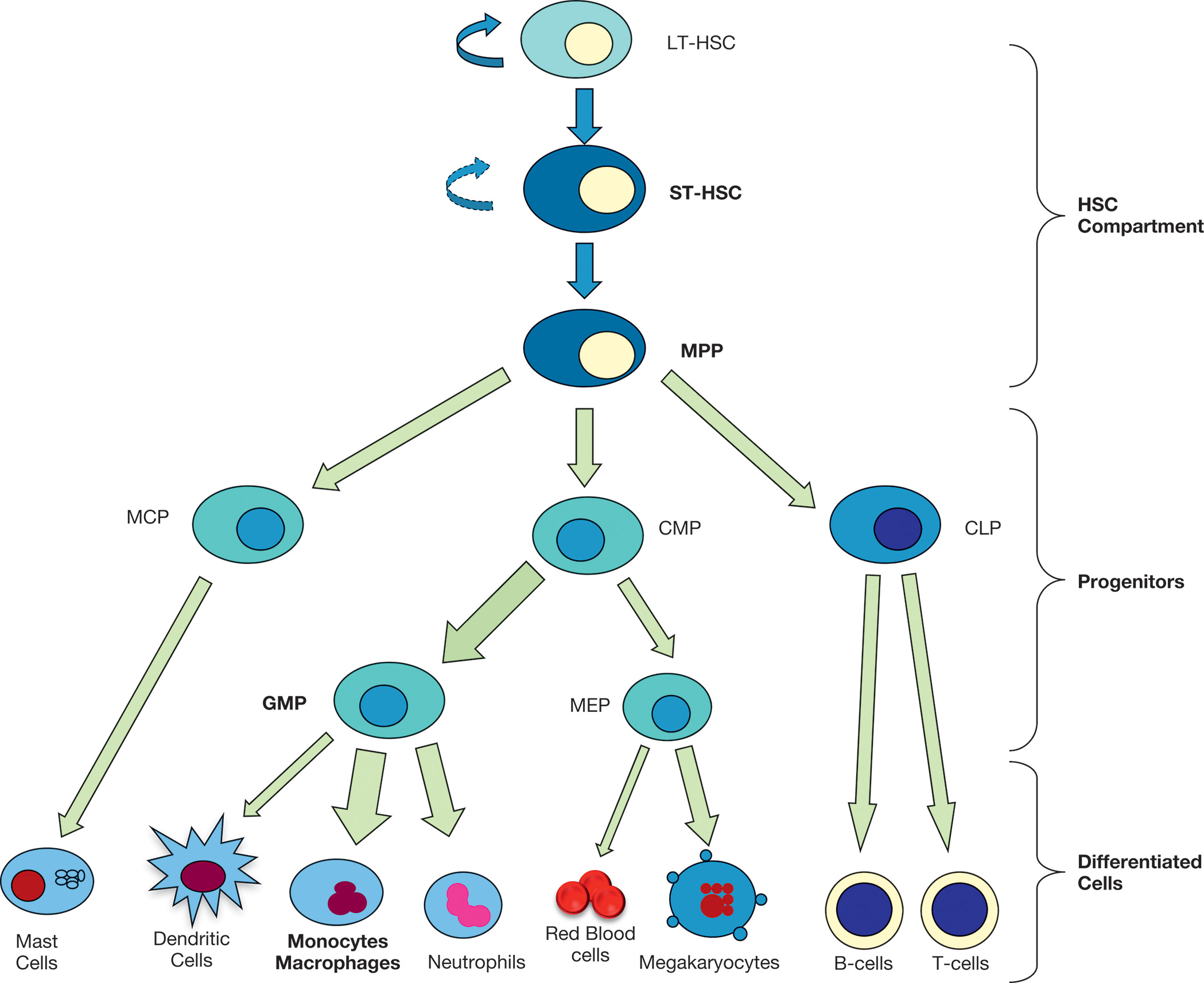 A three-tiered flow chart showing H S C compartment leading to progenitors M P P, divided into 3 parts. It again gives rise to various differentiated blood cells. The diagram is a three-tiered flow chart. The top portion is labeled H S C compartment, the middle portion is labeled progenitors, and the bottom portion is labeled differentiated cells. L T-H S C leads to S T-H S C, which leads to M P P. M P P is divided into three parts labeled M C P, C M P, and C L P, each shown as an oval-shaped cell with a round nucleus inside. M C P gives rise to mast cells. C M P gives rise to G M P and M E P. G M P leads to dendritic cells, monocytes or macrophages, and neutrophils. M E P gives rise to red blood cells and megakaryocytes. C L P divides into B cells and T cells.