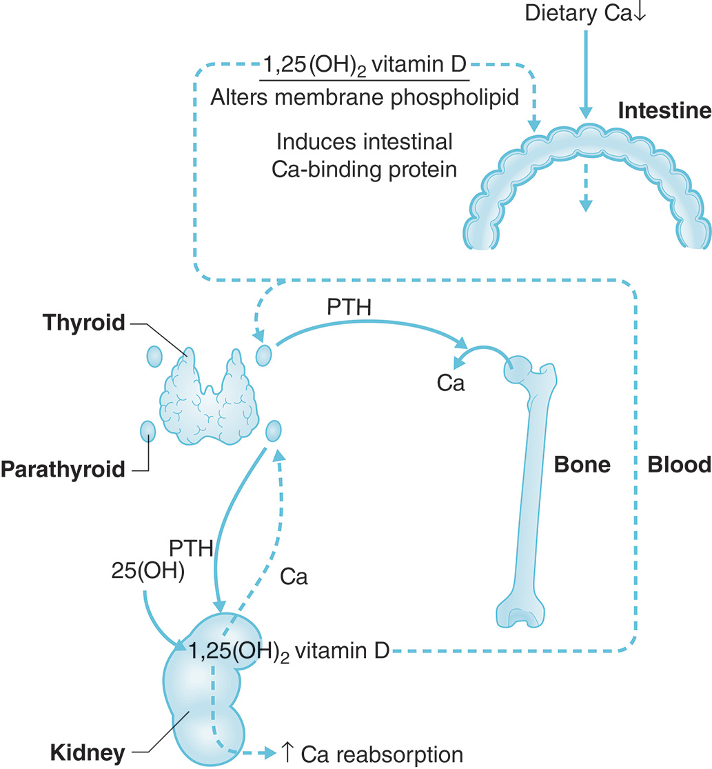 A diagram highlights the integrated regulation of calcium homeostasis involving the intestine, bone, kidney, blood, and parathyroid glands. A diagram illustrating Vitamin D and calcium metabolism. Dietary calcium decrease is shown affecting the intestine, bone, blood, and kidney. Parathyroid hormone (P T H) and 1,25(OH) subscript 2 vitamin D are highlighted as key regulators. 1,25(OH) subscript 2 vitamin D alters membrane phospholipids and induces intestinal calcium-binding protein to enhance calcium absorption. The parathyroid glands are depicted alongside the thyroid, showing their anatomical relationship. P T H is released from the parathyroid, acting on bones to mobilize calcium and on the kidney to increase calcium reabsorption. The liver-produced 25(OH) vitamin D is labeled as a precursor in the activation pathway.