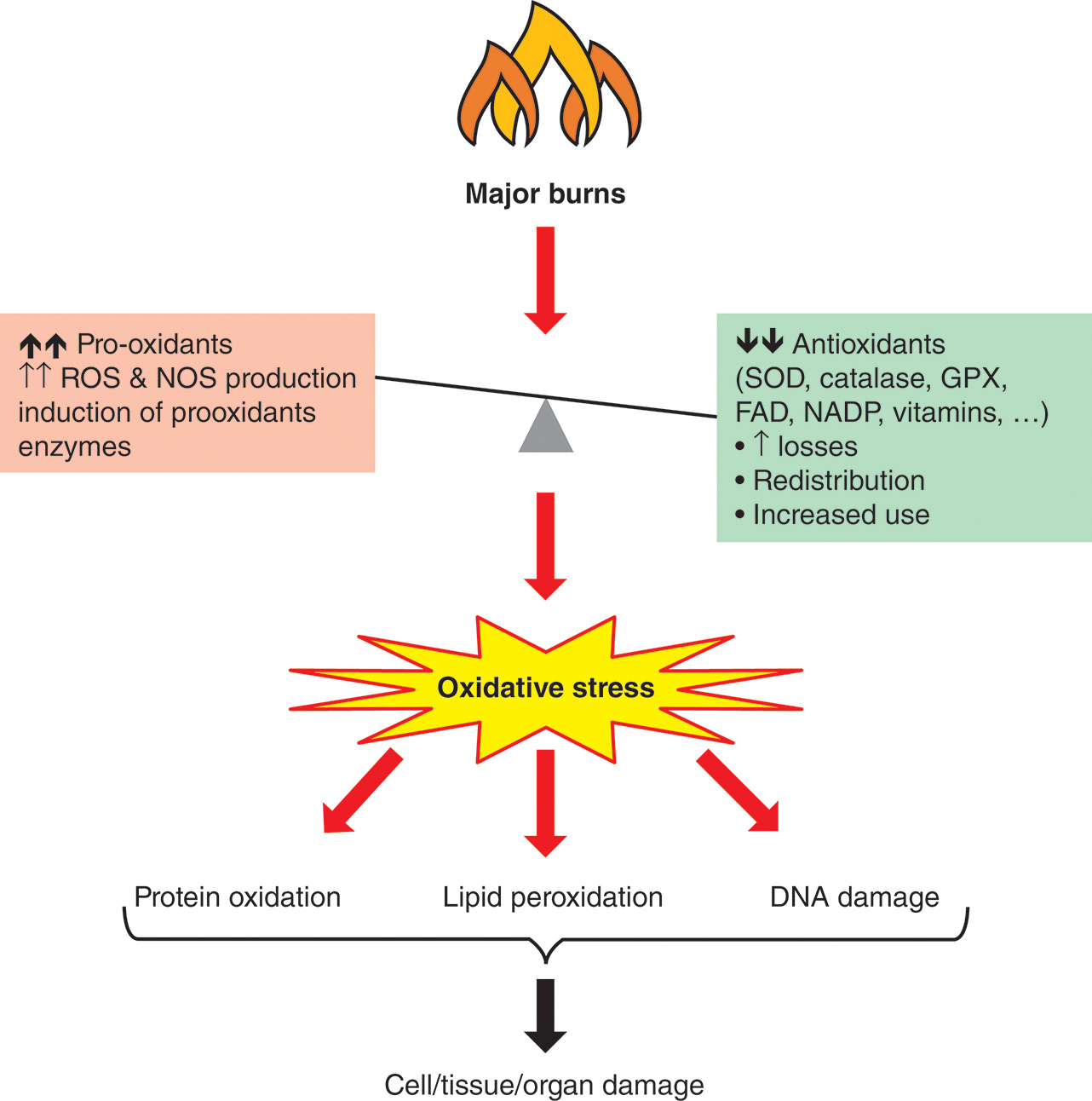 A flowchart depicts the imbalance caused by major burns between prooxidants and antioxidants, which leads to oxidative stress, leading to further damage. The flowchart depicts that a number of pro oxidants is higher than compared of antioxidants. The pro oxidants increase causes an increase in R O S and N O S production along with the induction of prooxidants enzymes. There is a decreased number of antioxidants, including components such as S O D, G P X, catalase, N A D P, vitamins, et cetera due to increased losses, along with redistribution and increased use. This imbalance causes oxidative stress, which causes three types of damage the protein oxidation, lipid peroxidation, and D N A damage. All these damages result in cell or tissue, or organ damage.