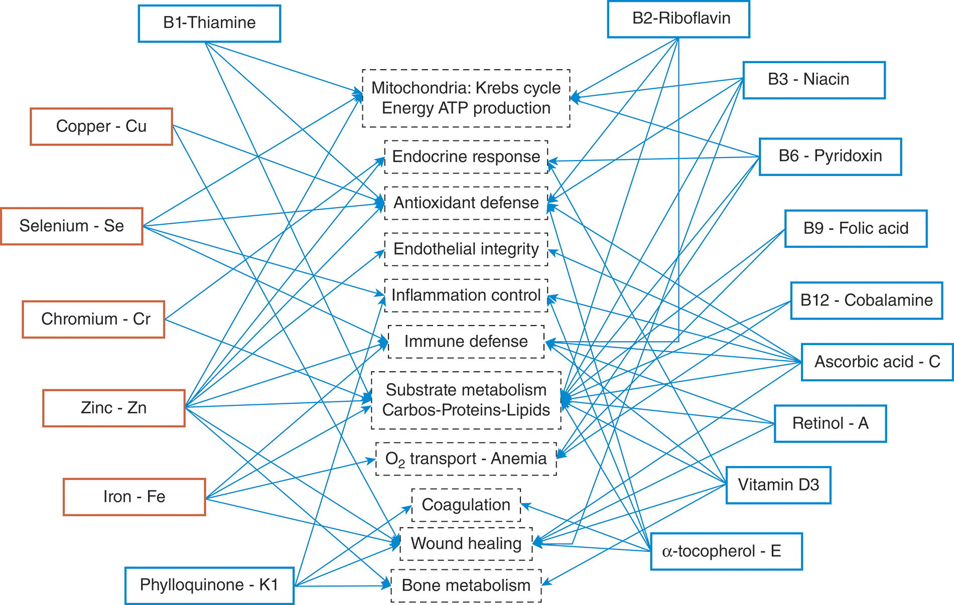A network diagram shows the interaction between micronutrients, including vitamins and trace elements, and how they support and challenge various biological functions in the body during major burns. The diagram illustrates the interrelationships between vitamins and trace elements with various biological processes. The list of trace elements includes Copper, C u, Selenium, S e, Chromium, C r, Zinc, Z n, and Iron, F e. The list of vitamins includes B 1, Thiamine, B 2, Riboflavin, B 3, Niacin, B 6, Pyridoxine, B 9, Folic acid, B 12, Cobalamin, Ascorbic acid, C, Retinol, A, Vitamin D 3, alpha tocopherol, E, and Phylloquinone, K 1. The biological functions or processes include the Mitochondrial Krebs cycle, energy and ATP production, endocrine response, antioxidant defense, endothelial integrity, inflammation control, immune defense, substrate metabolism of carbohydrates, proteins, and lipids, oxygen transport and anemia prevention, coagulation, wound healing, and bone metabolism. Arrows point from these micronutrients to the listed biological functions, showing that each nutrient supports at least two or more processes. Copper assists in connective tissue formation, iron metabolism, and antioxidant enzyme activity. Selenium supports glutathione peroxidase function and strengthens antioxidant and immune defenses. Chromium improves insulin sensitivity and regulates carbohydrate metabolism. Zinc plays a central role in wound healing, protein synthesis, enzyme activation, and immune protection. Iron is essential for hemoglobin formation, oxygen transport, and cellular respiration. Phylloquinone, or Vitamin K 1, enables normal blood coagulation and contributes to bone mineralization. On the right, vitamins including B 1, B 2, B 3, B 6, B 9, B 12, Vitamin C, Vitamin A, Vitamin D 3, and Vitamin E link with the same central processes through multiple overlapping pathways. B 1, B 2, and B 3 act as cofactors in the Krebs cycle and oxidative phosphorylation, driving cellular energy production. B 6 regulates amino acid and neurotransmitter metabolism, while Folic acid and B 12 support DNA synthesis and red blood cell maturation. Vitamin C enhances collagen synthesis, strengthens antioxidant defenses, and accelerates wound repair. Vitamin A maintains epithelial integrity, supports vision, and aids immune modulation. Vitamin D 3 regulates calcium absorption, promotes bone formation, and contributes to immune balance. Vitamin E functions as a lipid-soluble antioxidant that protects cell membranes from oxidative stress.