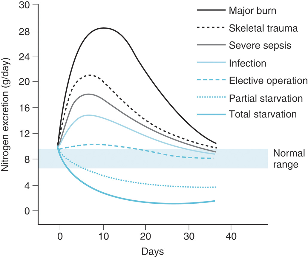 A line graph comparing nitrogen excretion for burns, trauma, infection, and starvation, showing the highest protein loss after burns. The line graph compares nitrogen excretion over time for different medical conditions. The x-axis is labeled Days, ranging from zero to forty days, and the y-axis is labeled Nitrogen excretion, grams per day, ranging from zero to thirty. Several lines show separate patterns for major burn, skeletal trauma, severe sepsis, infection, elective operation, partial starvation, and total starvation. The curve for major burn rises the highest and stays elevated the longest, showing that people with severe burns lose more protein than other patients. The curves for skeletal trauma and severe sepsis are slightly lower but still above normal. Infection and elective operation have moderate increases, while partial starvation and total starvation have the lowest nitrogen loss. A shaded region near the bottom marks the Normal range.