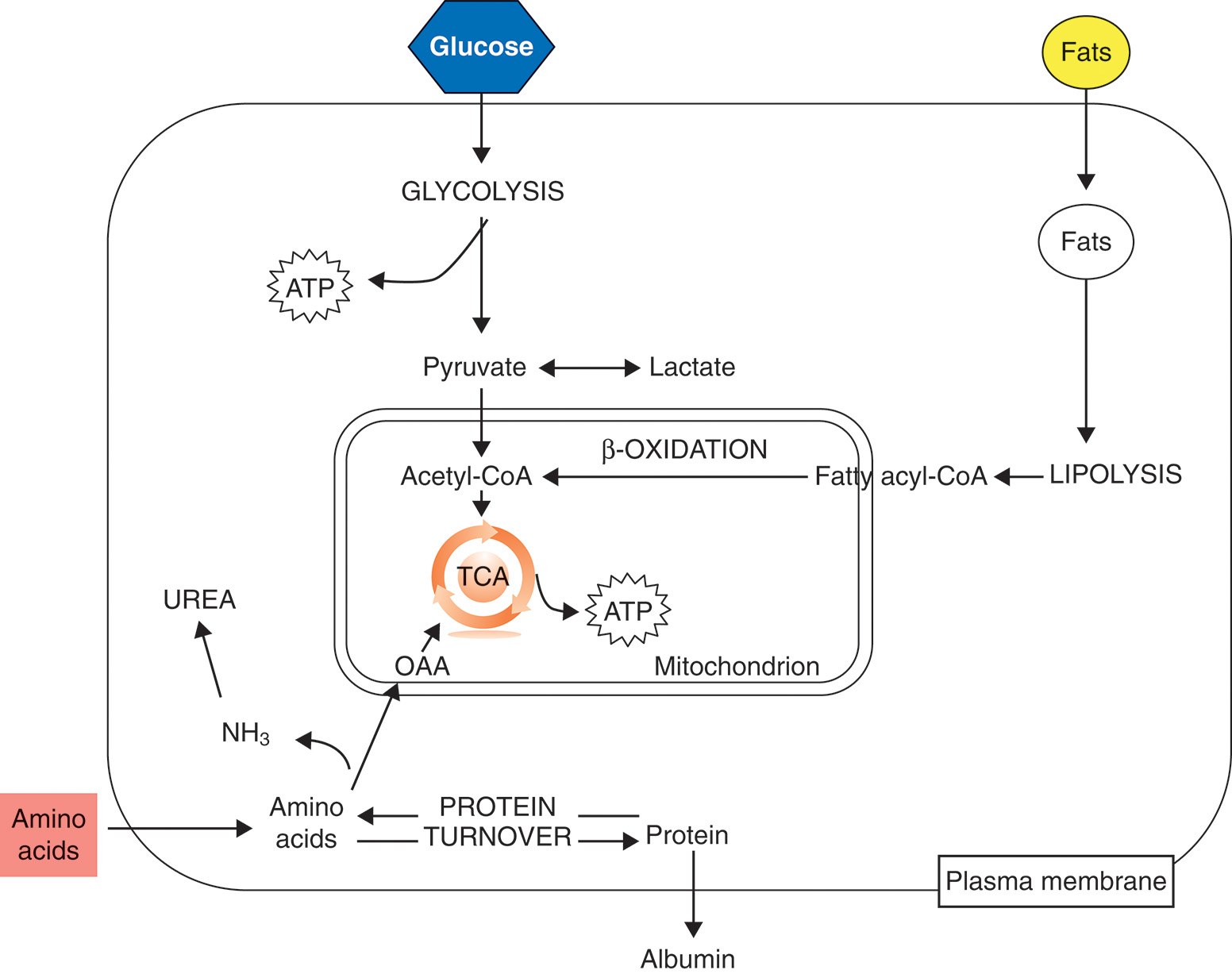 A diagram showing how glucose, fats, and amino acids connect through cellular pathways to produce energy and protein. The diagram shows how carbohydrates, fats, and proteins are used in the cell for energy and growth. Glucose enters glycolysis and converts to pyruvate and lactate, and releases A T P. Pyruvate enters the mitochondria, forming acetyl coenzyme A that joins the tricarboxylic acid cycle, labeled T C A to produce adenosine triphosphate labeled A T P. Oxaloacetic acid, labeled O A A links carbohydrate and amino acid metabolism. Fats undergo lypolysis and enter as fatty acyl coenzyme A and go through beta oxidation, joining at acetyl coenzyme A. Amino acids enter protein turnover and generate ammonia labeled N H 3, which changes into urea for excretion. Albumin is shown as a product of protein synthesis.