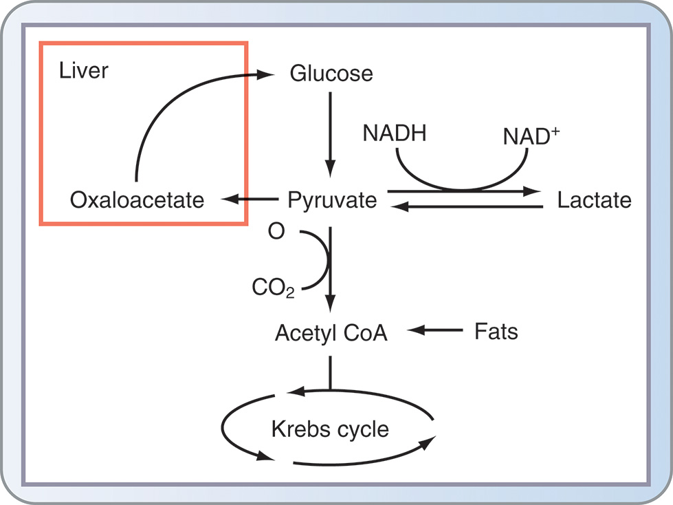 A flow diagram showing how glucose changes into pyruvate, forms lactate, or enters the Krebs cycle through acetyl coenzyme A. The diagram explains glucose metabolism in the liver. Glucose is converted into pyruvate, which can either form lactate or turn into acetyl coenzyme A. Acetyl coenzyme A combines with oxaloacetate from fats labeled O A A and enters the Krebs cycle to produce carbon dioxide labeled C O 2 and energy. Nicotinamide adenine dinucleotide, shown as N A D plus and N A D H, appears along the arrows as part of the reaction steps. Pyruvate is also converted into oxaloacetate, which turns into glucose in the liver. The circular arrows show how pyruvate, lactate, and acetyl coenzyme A are interlinked. The diagram emphasizes that under stress or burn conditions, excess glucose increases lactate formation even when oxygen is available.