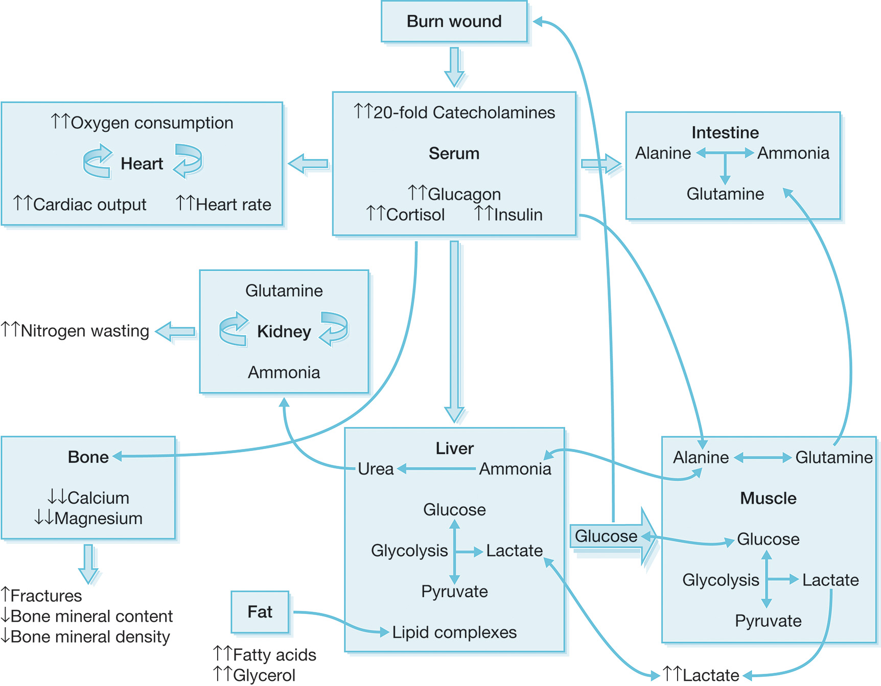 A flowchart showing how severe burn injury affects body metabolism through hormonal and organ-level changes involving the liver, muscle, kidney, fat, bone, intestine, and heart. The flowchart illustrates how a burn wound triggers a chain of hormonal and metabolic effects across the body. The process begins at the top with the burn wound feeding into the serum, where there is a marked twenty-fold rise in catecholamines along with increased glucagon, cortisol, and insulin. These circulating hormones drive widespread metabolic changes. From the serum, arrows extend to the heart, intestine, liver, muscle, fat, kidney, and bone. The heart shows increased oxygen consumption, increased cardiac output, and increased heart rate, indicating a hyperdynamic circulation. The intestine shows the interconversion of alanine and ammonia, with the production of glutamine, which travels via the circulation to the muscle and liver. The muscle shows enhanced glycolysis, leading to pyruvate and lactate formation. It exchanges alanine and glutamine with the circulation and delivers alanine and lactate to the liver. Glucose moves from the liver back to the muscle, completing a substrate cycle. The liver is the central organ linking these metabolic pathways. Within the liver, glycolysis and the formation of lipid complexes are shown to be increased. The liver also converts ammonia into urea and releases glucose to peripheral tissues. Lactate and pyruvate are formed and recycled, and increased lactate from the muscle is taken up for energy metabolism and substrate cycling. Urea, synthesized in the liver, travels to the kidneys. The kidney shows nitrogen wasting, converting glutamine to ammonia and releasing nitrogen by-products. It receives urea from the liver and processes glutamine and ammonia, contributing to elevated nitrogen loss. The fat compartment shows increased lipolysis with higher production of fatty acids and glycerol, which are released into circulation and transported to the liver for energy metabolism. The bone shows reduced calcium and magnesium, resulting in fractures, decreased bone mineral content, and decreased bone mineral density. Increased nitrogen wasting from the kidney and muscle catabolism further contributes to skeletal weakness.