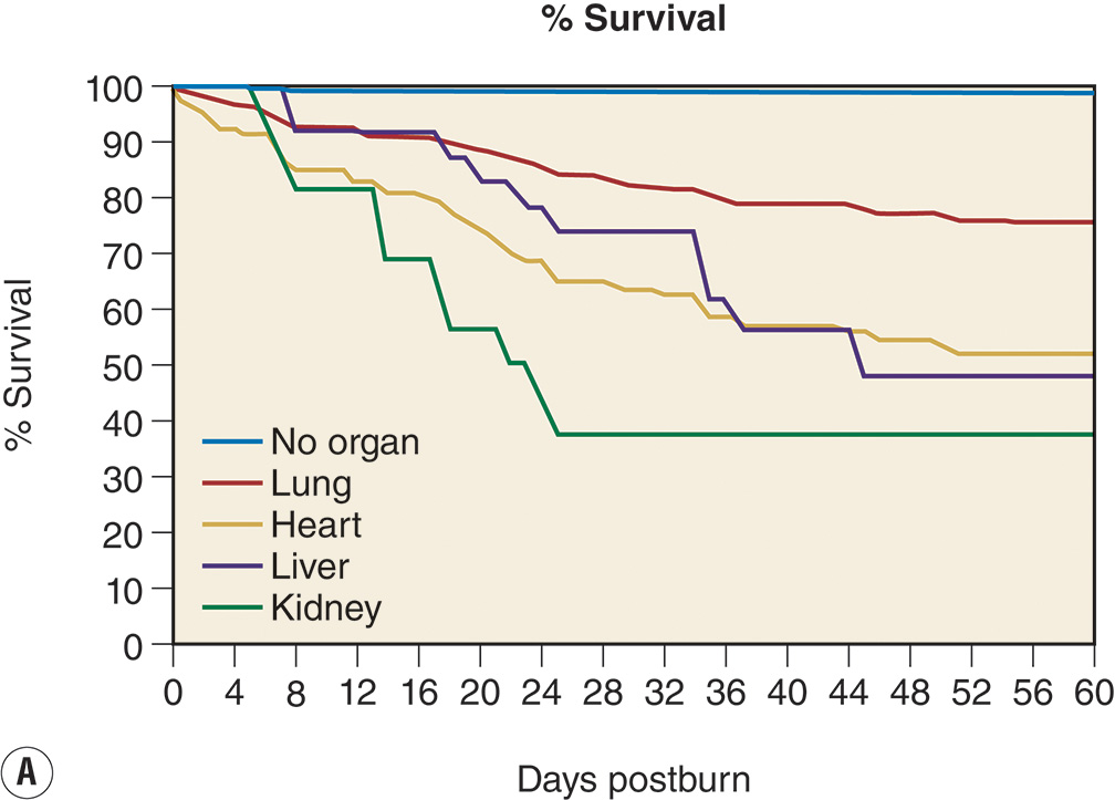 A two-part line graph comparing survival percent and organ failure scores over 60 days postburn, with separate lines for heart, lung, liver, kidney, and no organ failure. The two-part graphs are labeled A and B. Part A is titled percent survival and plots survival percent on the vertical axis, ranging from 0 to 100 percent, and days postburn on the horizontal axis, from 0 to 60. Five lines are labeled no organ, lung, heart, liver, and kidney. The no-organ line begins near 100 percent and remains highest across the timeline. The lung line declines rapidly between 10 and 25 days, the heart and liver lines fall moderately, and the kidney line stays nearly level. Part B is titled incidence of organ failure and plots Max Denver 2 points on the vertical axis from 0 to 3 against days postburn from 0 to 60 on the horizontal axis. Four lines represent the heart, lung, liver, and kidney. The lung line remains highest, the heart is moderate, and the liver and kidney stay close to baseline.