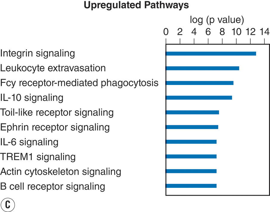 A four-panel view with two heat maps and two bar charts showing temporal leukocyte gene-expression variation after injury, with labeled pathways that are upregulated or downregulated. The view contains four panels labeled A through D. Panel A is titled degree of multiple organ failure and plots days after injury from 0 to 28 along the x-axis and pathways ordered by time to recovery along the y-axis. Rectangular bands fill the grid, forming horizontal zones of varying density that diminish over time from left to right. A key below indicates relative activation level by intensity gradient. Panel B is titled Effect of severe blunt injury on probe expression. The x-axis is labeled days after injury from 1 to 28, and the y-axis lists probe positions numbered from 0 to 30 centimeters. Vertical bands of alternating density extend across the panel. A scale bar to the right shows a numerical range from negative 2 to 6, indicating relative expression intensity. Panel C is titled upregulated pathways with a horizontal axis labeled log p value 0 to 14. Ten horizontal bars extend from left to right and are labeled integrin signaling, leukocyte extravasation, Fc gamma receptor mediated phagocytosis, I L 1 signaling, toll like receptor signaling, ephrin receptor signaling, I L 6 signaling, T R E M 1 signaling, actin cytoskeleton signaling, and B cell receptor signaling. Longer bars appear at the top of the chart. Panel D is titled downregulated pathways with a horizontal axis labeled log p value 0 to 12. Nine bars are labeled calcium dependent T cell apoptosis, I C D S I C S L signaling in T cells, C T L A 4 signaling in C D 8 T cells, C D 28 signaling in T cells, T cell mediated apoptosis, role of N F A T in immune response, I L 4 signaling, primary immunodeficiency signaling, and purine metabolism.