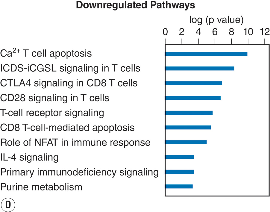 A four-panel view with two heat maps and two bar charts showing temporal leukocyte gene-expression variation after injury, with labeled pathways that are upregulated or downregulated. The view contains four panels labeled A through D. Panel A is titled degree of multiple organ failure and plots days after injury from 0 to 28 along the x-axis and pathways ordered by time to recovery along the y-axis. Rectangular bands fill the grid, forming horizontal zones of varying density that diminish over time from left to right. A key below indicates relative activation level by intensity gradient. Panel B is titled Effect of severe blunt injury on probe expression. The x-axis is labeled days after injury from 1 to 28, and the y-axis lists probe positions numbered from 0 to 30 centimeters. Vertical bands of alternating density extend across the panel. A scale bar to the right shows a numerical range from negative 2 to 6, indicating relative expression intensity. Panel C is titled upregulated pathways with a horizontal axis labeled log p value 0 to 14. Ten horizontal bars extend from left to right and are labeled integrin signaling, leukocyte extravasation, Fc gamma receptor mediated phagocytosis, I L 1 signaling, toll like receptor signaling, ephrin receptor signaling, I L 6 signaling, T R E M 1 signaling, actin cytoskeleton signaling, and B cell receptor signaling. Longer bars appear at the top of the chart. Panel D is titled downregulated pathways with a horizontal axis labeled log p value 0 to 12. Nine bars are labeled calcium dependent T cell apoptosis, I C D S I C S L signaling in T cells, C T L A 4 signaling in C D 8 T cells, C D 28 signaling in T cells, T cell mediated apoptosis, role of N F A T in immune response, I L 4 signaling, primary immunodeficiency signaling, and purine metabolism.