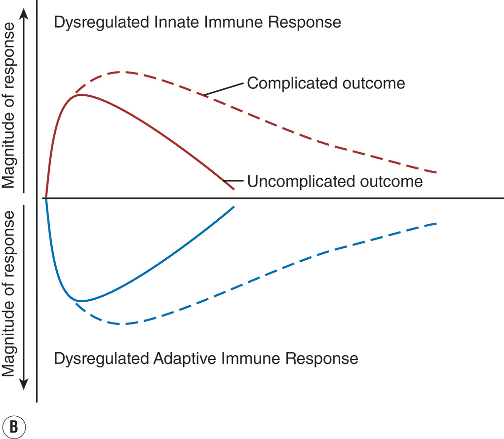 A two-part line graph comparing the magnitude of the immune response after trauma. The view includes two graphs labeled A and B. Part A graph plots the magnitude of response on the vertical axis and time after trauma on the horizontal axis. Two curves are labeled S I R S for excessive innate response and C A R S for suppressive adaptive response. The S I R S curve rises sharply, then drops below baseline before the C A R S curve forms a shallow trough. A dashed line shows a complicated outcome with a second hit, and a solid line shows an uncomplicated outcome. Part B graph is titled dysregulated innate immune response and dysregulated adaptive immune response. Magnitude of response is on the y-axis and time after trauma on the x-axis. The upper curve, labeled innate immune response, peaks early and declines gradually. The lower curve labeled adaptive immune response rises later and stabilizes below baseline.