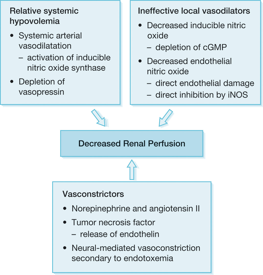 A flowchart illustrates the factors that contribute to reducing renal perfusion. The flowchart shows three factors listed in three boxes. At the top left, the first factor, Relative systemic hypovolemia, lists: Systemic arterial vasodilatation-activation of inducible nitric oxide synthase and Depletion of vasopressin. At the top right, the second factor, Ineffective local vasodilators lists: Decreased inducible nitric oxide-depletion of c G M P, Decreased endothelial nitric oxide-direct endothelial damage, and direct inhibition by i N O S. Arrows from both these factors point to a central box labeled Decreased renal perfusion. Another factor, Vasoconstrictors, at the bottom lists: Norepinephrine and angiotensin, Roman numeral type two. Tumor necrosis factor-release of endothelin, and Neural-mediated vasoconstriction secondary to endotoxemia. All boxes are bordered uniformly, connected by directional arrows showing the cascade from systemic and local factors to reduced renal blood flow through enhanced vasoconstriction.