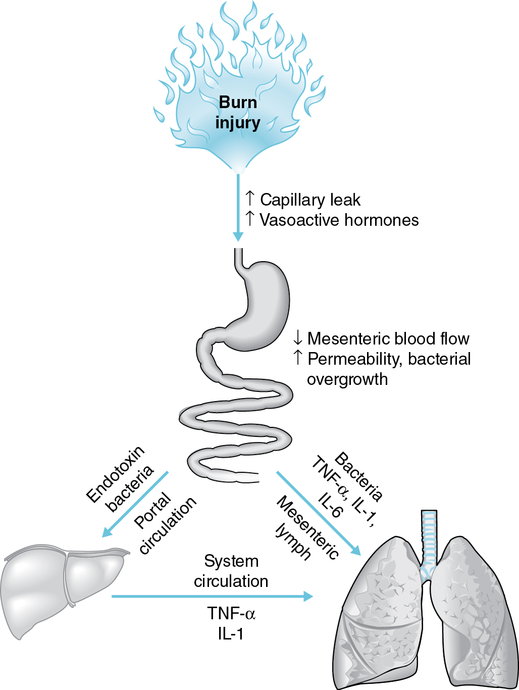 A schematic diagram depicting the gut's role in multiorgan sepsis after burn injury, linking capillary leak to bacterial translocation and systemic inflammation affecting the liver and lungs. The schematic diagram depicts the sequence leading to multiorgan sepsis from a cutaneous burn injury, mediated by the gastrointestinal tract. A burn injury is shown to cause capillary leak and release of vasoactive hormones. This leads to a decrease in mesenteric blood flow, increased intestinal permeability, and bacterial overgrowth in the gut. These conditions allow endotoxin and bacteria to translocate from the gut to the liver, causing hepatic injury or dysfunction and the release of systemic inflammatory mediators such as tumor necrosis factor T N F-alpha, and interleukin I L-1 into the circulation. These mediators then contribute to multiple organ failure in distant organs, specifically pointing to the lungs as a target for injury.