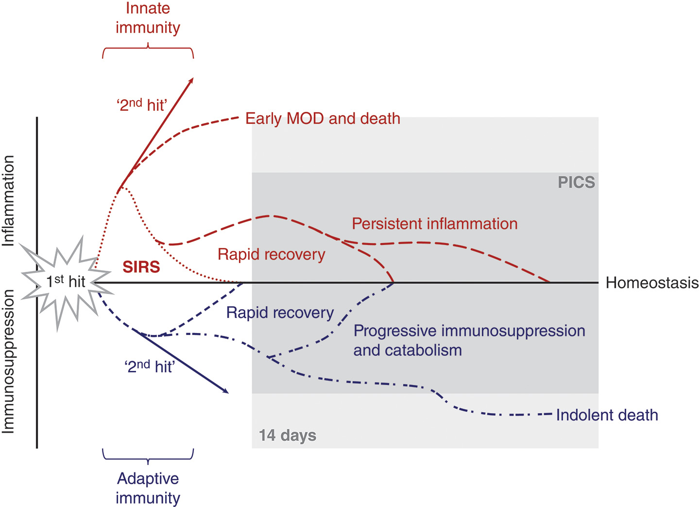 A line graph shows overlapping curves illustrating inflammatory and immune responses after burn injury over time. The graph shows the systemic inflammatory and immune response following a major burn. The horizontal axis represents time after injury, and the vertical axis represents the magnitude of the inflammatory and immune response. At the far left, a small point labeled H I T, Hyper Inflammatory Trigger, marks the initial burn event that activates the innate immune system. From this point, a broad red curve labeled innate immune activation rises sharply, reaching a peak labeled Death, M O D S, and death, which represents overwhelming inflammation and multiorgan dysfunction. As the red curve falls, it passes through the labeled phases Proinflammatory, Persistent inflammation, immunosuppression, and catabolism syndrome, P I C S, and then declines toward the recovery zone. Beneath it, a blue curve labeled adaptive immune suppression dips downward, illustrating the reduction of adaptive immune activity over time. Between the two curves, a central shaded region is labeled Persistent inflammation, immunosuppression, and catabolism, showing the overlap of chronic inflammation and suppressed immunity. The middle section of the diagram is labeled Prosurvival response, corresponding to the balanced phase of inflammatory resolution. At the far right, a smaller region labeled Recovery marks the return to homeostasis.