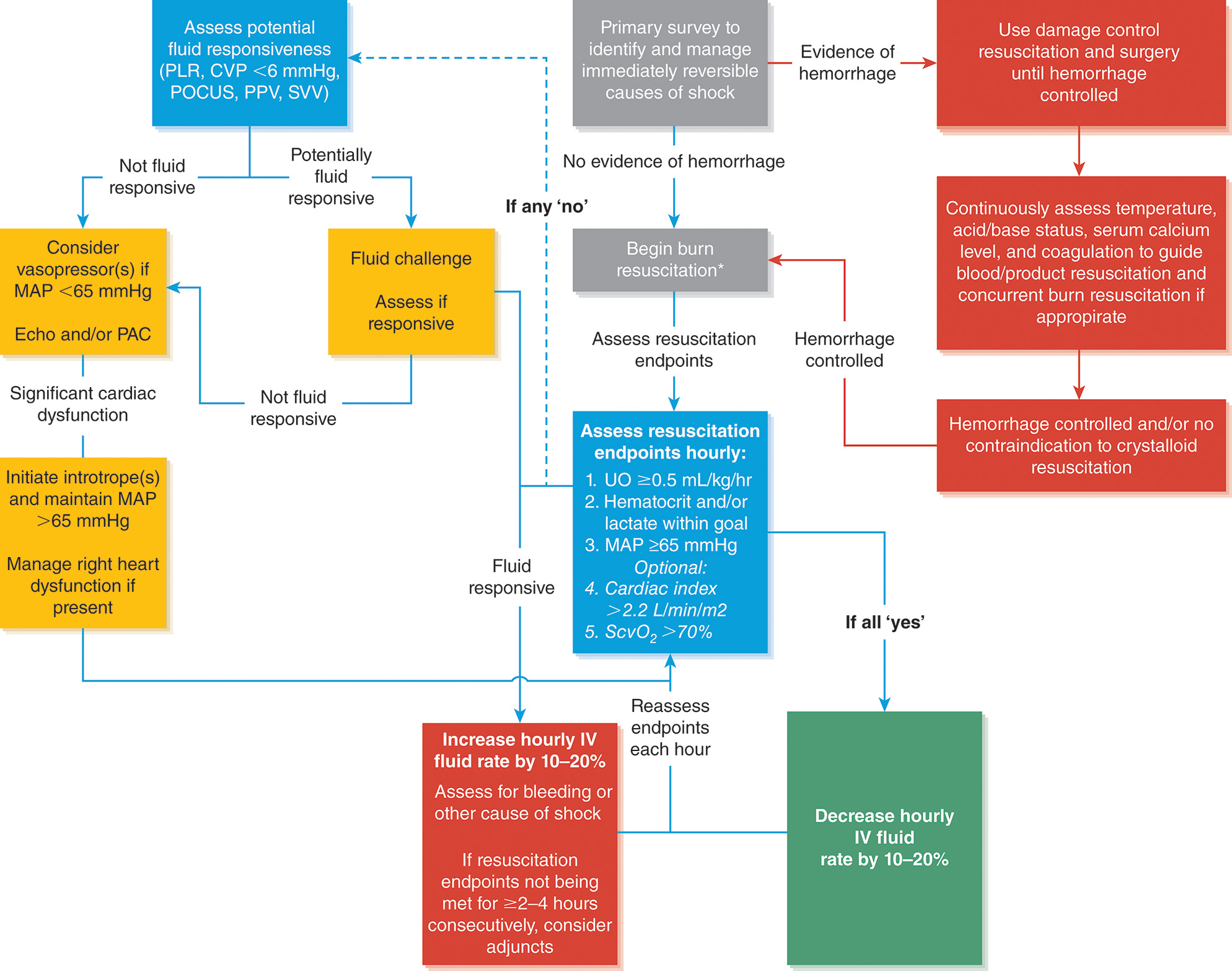 A multistep algorithm flowchart illustrates the progression of burn pathophysiology from injury to systemic complications through interacting biological responses. The flowchart presents an example algorithm that guides resuscitation for patients with combined burn and other injuries. At the top, the process begins with a primary survey to identify and manage immediately reversible causes of shock. If there is evidence of hemorrhage, the algorithm directs the clinician to use damage control resuscitation and surgery until the hemorrhage is controlled. It further instructs to continuously assess temperature, acid–base status, serum calcium level, and coagulation parameters to guide blood or product resuscitation and to begin concurrent burn resuscitation when appropriate. Once hemorrhage is controlled or there is no contraindication to crystalloid resuscitation, the pathway leads to burn resuscitation assessment. If no evidence of hemorrhage is present initially, burn resuscitation begins directly, followed by assessment of resuscitation endpoints. These endpoints are to be assessed hourly and include a urine output greater than or equal to zero point five milliliters per kilogram per hour, hematocrit and lactate within goal range, and a mean arterial pressure greater than or equal to sixty-five millimeters of mercury. Optional endpoints include a cardiac index greater than two point two liters per minute per square meter and a central venous oxygen saturation greater than seventy percent. If all endpoints are met, the clinician should decrease the hourly intravenous fluid rate by ten to twenty percent. If endpoints are not achieved, hourly reassessment continues, and if resuscitation goals are not being met, the next step is to increase the hourly intravenous fluid rate by ten to twenty percent and assess for ongoing bleeding or other causes of shock. If endpoints are not met for two to four hours consecutively, adjunct therapies are to be considered. On the left side of the diagram, a branch begins with assessing potential fluid responsiveness, indicated by passive leg raise, central venous pressure less than six millimeters of mercury, point-of-care ultrasound, pulse pressure variation, and stroke volume variation. If the patient is potentially fluid responsive, a fluid challenge is performed, and responsiveness is reassessed. If not fluid responsive or if significant cardiac dysfunction is present, the algorithm advises considering vasopressor support if mean arterial pressure is less than sixty-five millimeters of mercury, with echocardiography or pulmonary artery catheter monitoring. In cases of persistent cardiac dysfunction, inotropes are initiated to maintain mean arterial pressure above sixty-five millimeters of mercury and to manage right-sided heart dysfunction. Patients who are fluid responsive re-enter the main resuscitation loop for continued hourly endpoint evaluation. The overall diagram integrates evaluation of fluid responsiveness, vasopressor use, inotropic support, and blood product resuscitation with continuous reassessment of physiological goals to guide individualized burn resuscitation and optimize patient outcomes.