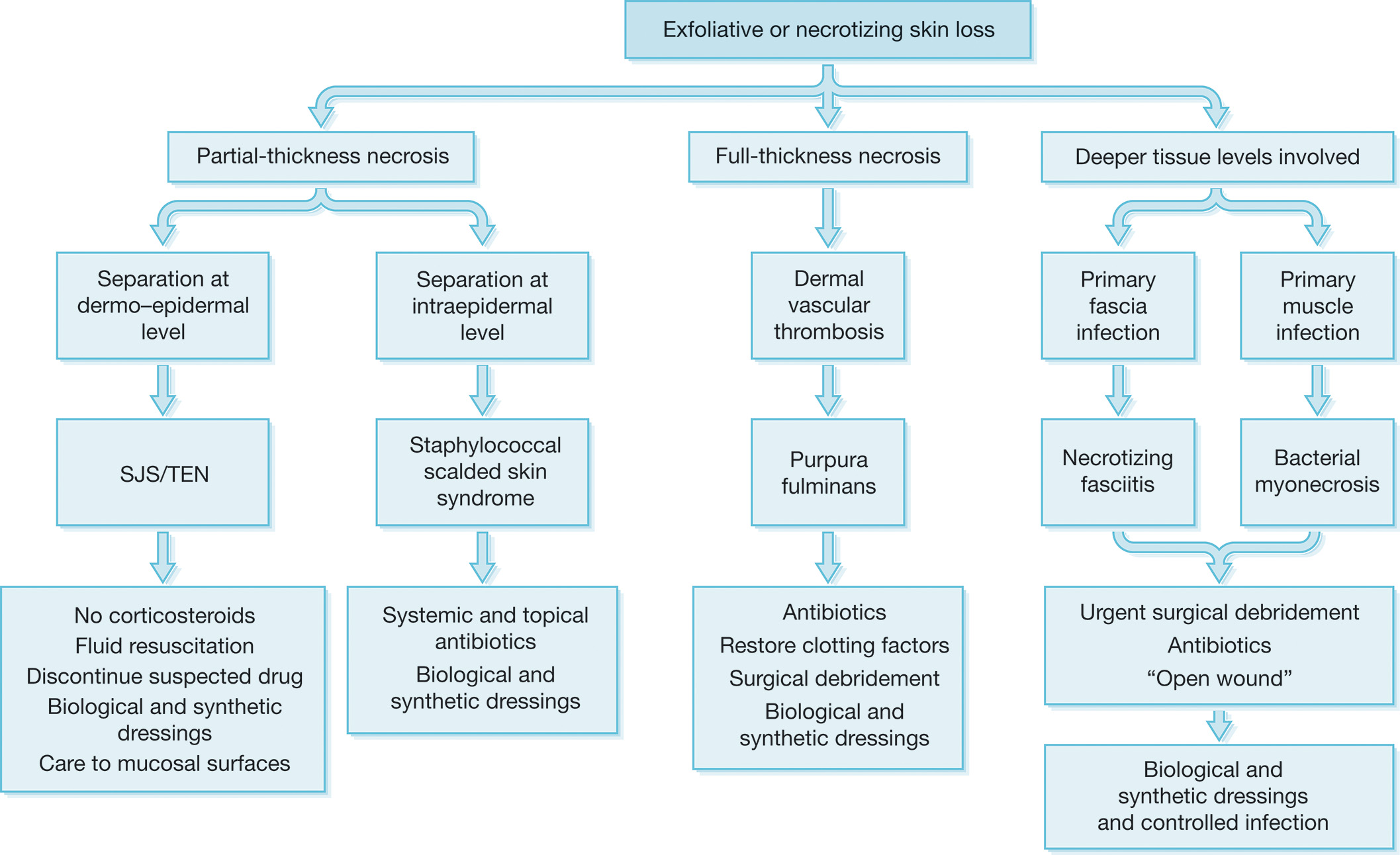 A flowchart shows decision branches for management of exfoliative or necrotizing skin loss, proceeding through partial-thickness, full-thickness, and deeper tissue paths to specific treatments. The flowchart begins with a top box labeled exfoliative or necrotizing skin loss that divides into three major branches: partial-thickness necrosis, full-thickness necrosis, and deeper tissue levels involved. The partial-thickness branch splits into separation at the dermo-epidermal level, leading to Stevens–Johnson syndrome or toxic epidermal necrolysis with management notes of no corticosteroids, fluid resuscitation, discontinuation of suspected drug, biological and synthetic dressings, and attention to mucosal surfaces; and separation at intraepidermal level leading to staphylococcal scalded skin syndrome with recommended systemic and topical antibiotics and biological and synthetic dressings. The full-thickness branch exhibits dermal vascular thrombosis, progressing to purpura fulminans, with management options including antibiotics, restoration of clotting factors, surgical debridement, and dressings. The deeper tissue branch splits to primary fascia infection leading to necrotizing fasciitis and to primary muscle infection leading to bacterial myonecrosis, both directing urgent surgical debridement, antibiotics with an open wound approach initially, then biological and synthetic dressings and controlled infection; each terminal box lists the specific immediate interventions and wound-care strategies.