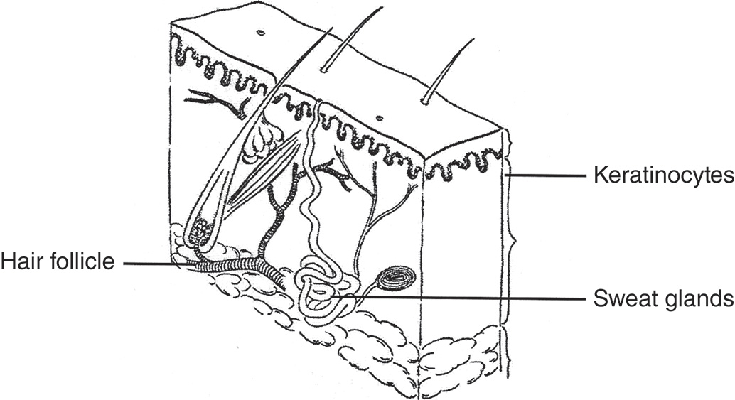 A cuboidal cross-sectional diagram of human skin showing hair follicles, sweat glands, and keratinocytes. The cross-sectional diagram of human skin shows three distinct layers. The top layer is with a wavy surface and contains labeled keratinocytes. Beneath the top layer is the next layer, which includes coiled tubular sweat glands and elongated hair follicles that extend downward and end in bulb-like structures. The bottom layer includes a tissue. Blood vessels are shown branching upward through the dermis. The sweat gland ducts lead from the coiled glands to the surface of the skin. The hair follicles pass through the epidermis and dermis, emerging at the skin surface.