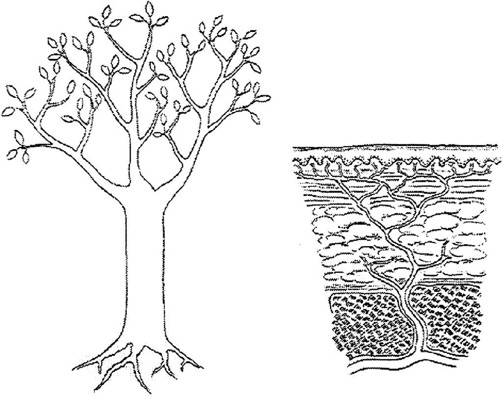 A drawing of a tree beside a cross-sectional diagram of soil layers with roots. The drawing has two side-by-side illustrations. On the left is a line drawing of a tree with a straight trunk that branches outward into multiple limbs with small leaves. The base of the tree shows roots extending slightly outward. On the right is a cuboidal cross-sectional diagram of skin. The top layer is represented by horizontal lines indicating the surface. Beneath this layer, root-like structures extend downward and spread through the layers. The branches penetrates deeper, darker shaded regions at the bottom and converge into a single branch that merges into a horizontal brach below the layers.