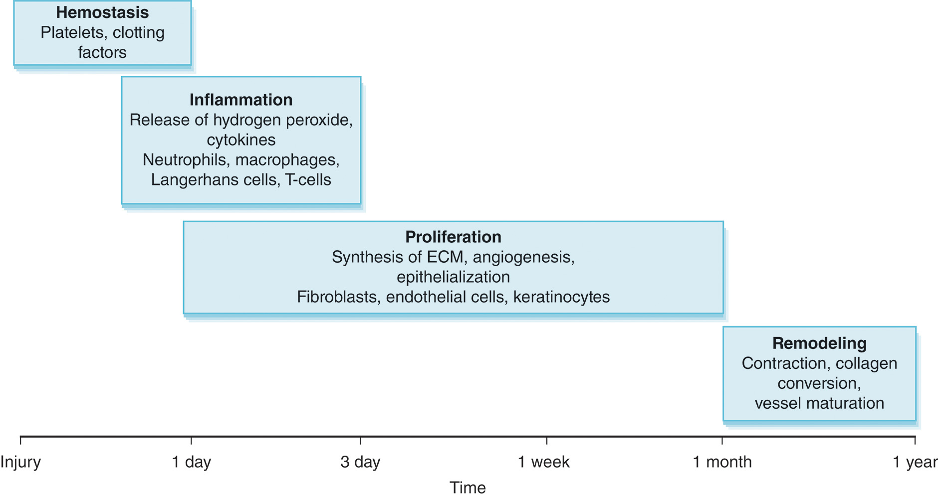 A diagram showing the phases of wound healing over time. A diagram illustrating the phases of wound healing over a timeline from injury to one year. The phases include Hemostasis, Inflammation, Proliferation, and Remodeling. Each phase is represented by a box. Phases of wound healing include the following in each box. Hemostasis from injury to 1 day includes platelets and clotting factors. Inflammation from 1 day to 3 day includes release of hydrogen peroxide cytokines, neutrophils, macrophages, Langerhans cells, and T-cells. Proliferation from 1 day to 1 week includes synthesis of E C M, angiogenesis epithelialization, fibroblasts, endothelial cells, and keratinocytes. Remodeling from 1 month to 1 year includes contraction, collagen conversion, and vessel maturation.