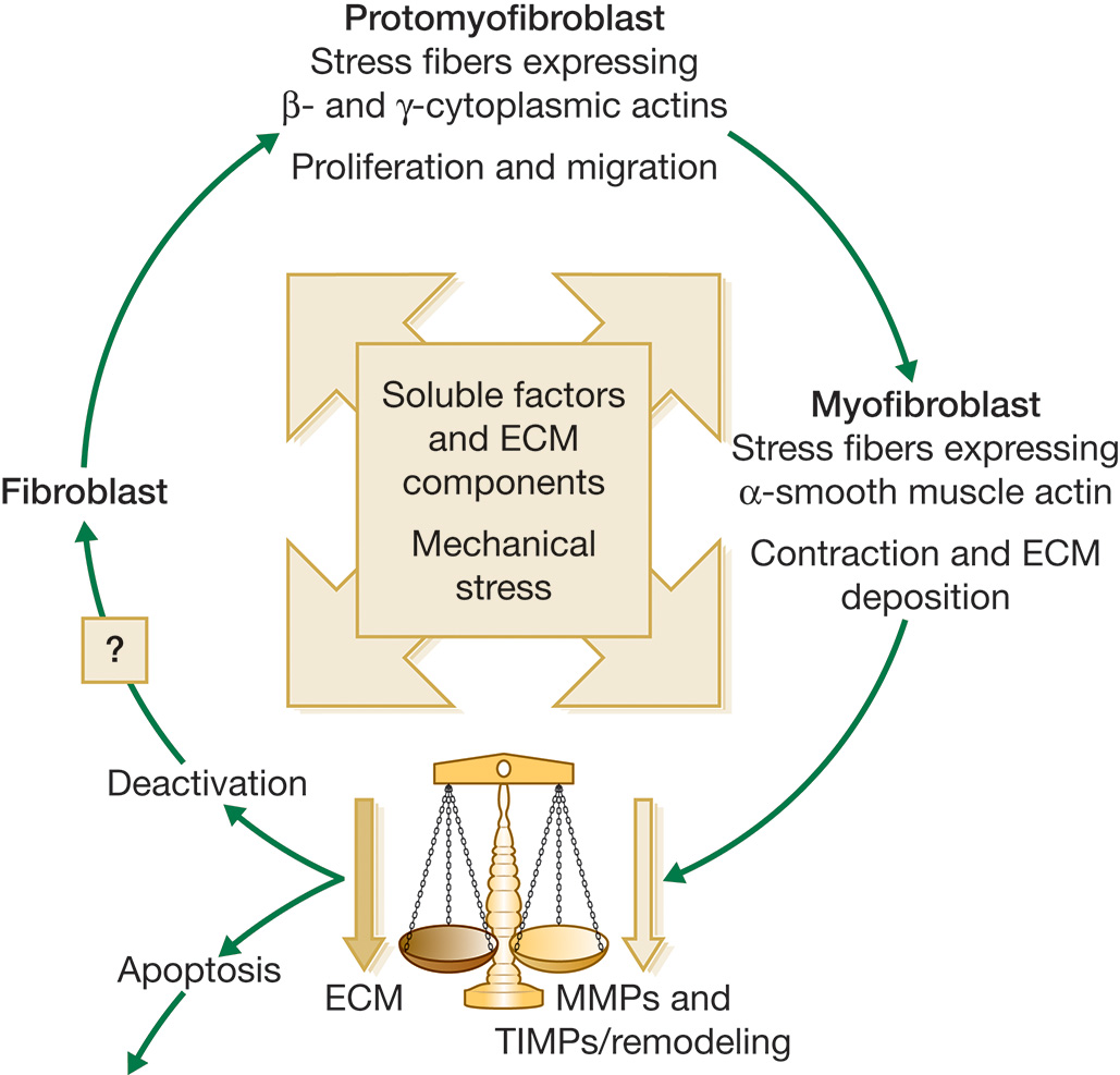A circular flowchart with illustrations of factors involved in fibroblast-mediated wound healing. The central icon is a box that has arrows in all directions facing the circular flowchart. The central box is labeled soluble factors and E C M components, mechanical stress. A fibroblast in the cycle leads to protomyofibroblast labeled stress fibers expressing beta and gamma cytoplasmic actins. Proliferation and migration and leads to myofibroblast. It is labeled stress fibers expressing alpha-smooth muscle actin. Contraction and E C M deposition leads to decreased M M Ps and T I M Ps slash remodeling and decreased E C M denoted by a vintage weighing machine icon. In one branch outside the cycle, myofibroblasts undergo apoptosis but in the cycle, they get deactivated and contribute to the fibroblast and the cycle continues.