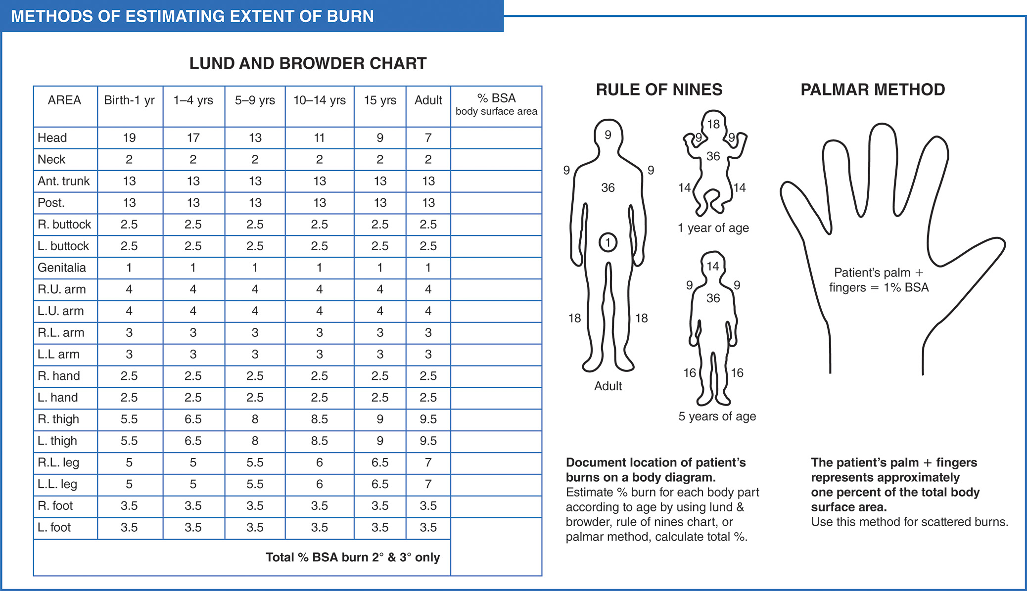 A chart and diagram illustrating 3 methods for estimating burn size: the Lund and Browder Chart, pediatric-specific, the Rule of Nines, adult-specific, and the Palmar Method, for scattered burns. The poster detailing three methods for estimating the Total Body Surface Area T B S A of burns. The left panel shows the Lund and Browder Chart, a table providing specific T B S A percentages for different body regions based on age: 1 to 4 years, 5 to 10 years, 10 to 15 years, and adult. The center panel illustrates the Rule of Nines, a quick, adult-based estimation method assigning 9 percent or multiples of 9 percent to major body areas such as head, each arm, chest, abdomen, upper back, lower back, and each leg. The right panel illustrates the Palmar Method, noting that a patient's palm, including fingers, represents approximately 1.0 percent of their T B S A for estimating small or scattered burns.