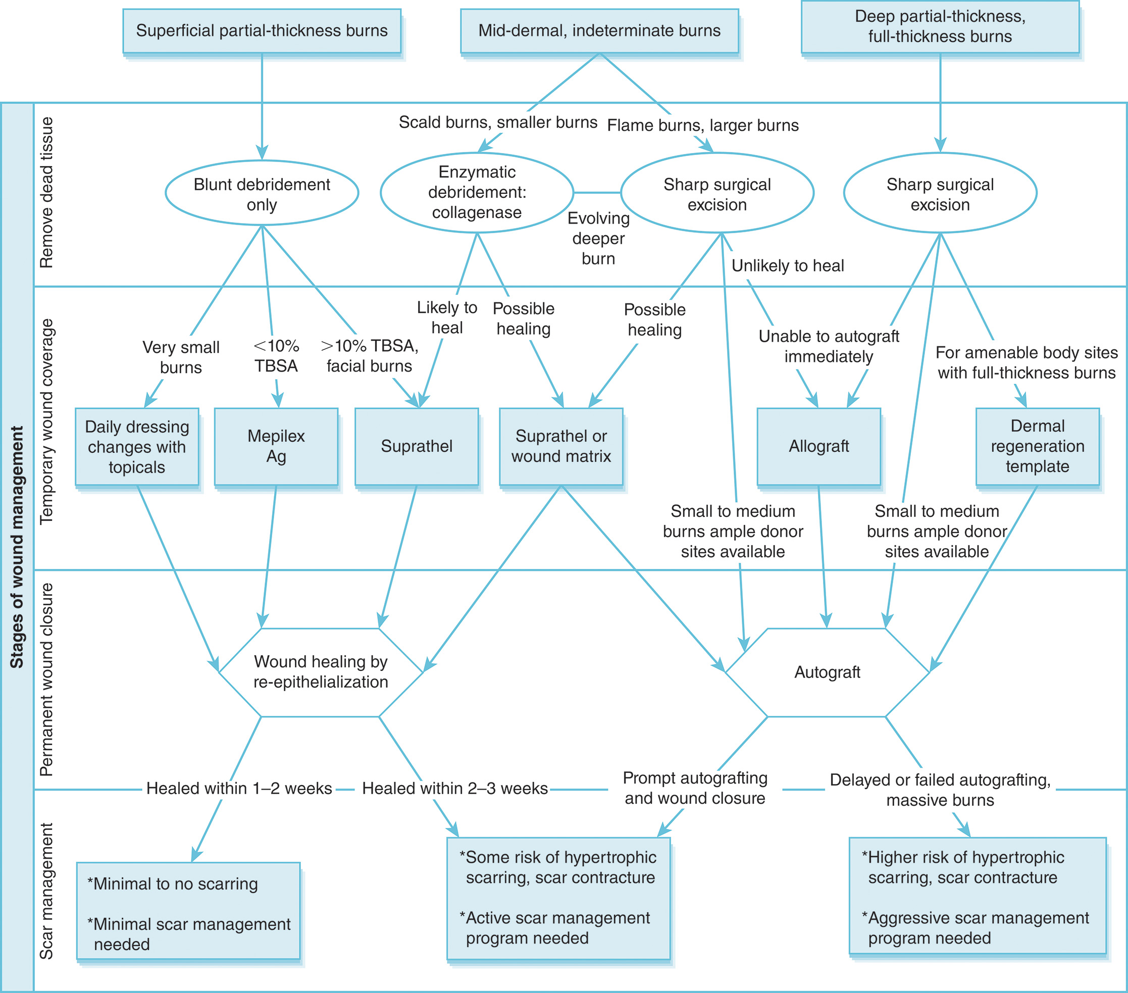 A clinical flowchart showing the algorithm for burn care based on burn depth, progressing from wound treatment to temporary coverage, final closure (autograft), and long-term scar management. The detailed clinical flowchart illustrates the algorithm for burn care, organized by the depth of burn injury: Superficial Partial Thickness, Mid Dermal/Indeterminate, Deep Dermal/Partial Thickness, and Full Thickness. The chart outlines the progressive steps for management: wound treatment, such as, wound care only for superficial burns, excision for full thickness, temporary wound coverage, such as, biosynthetic dressing, allograft, final wound closure where the autograft being the definitive treatment for deep burns, and the long-term management of the resulting scars and contractures such as topical scar management, serial exercises. The chart specifies that superficial burns heal in 1 to 2 weeks, mid-dermal burns heal in 2 to 4 weeks or require autograft, and full-thickness burns depend entirely on autograft closure.