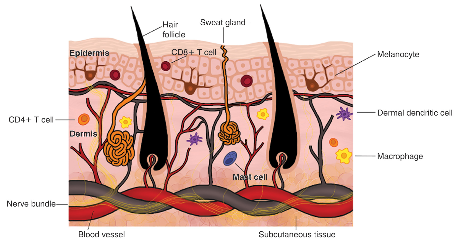 A diagram of skin anatomy with various cell types including keratinocytes, fibroblasts, melanocytes, nerve bundles, and blood vessels labeled. The diagram depicts the layered architecture of human skin tissue with the outermost epidermal layer containing keratinocytes forming the protective barrier, immune cells such as C D 4 T cells, C D 8 T cells, and Langerhans cells distributed throughout the epidermis, melanocytes producing pigmentation, the deeper dermal layer housing fibroblasts, macrophages and dermal dendritic cells, sebaceous glands secreting lipids, hair follicles with protruding hair shafts, sweat glands, sensory nerve bundles, blood vessels, and the underlying subcutaneous tissue layer with all anatomical structures labeled.