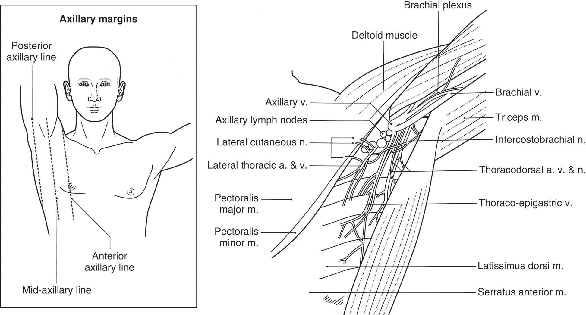 A diagram showing axillary anatomy with labeled structures including muscles, veins, arteries, and nerves. Two anatomical diagrams are placed side-by-side. The left diagram is titled Axillary margins and shows a frontal view of the upper torso with three vertical lines along the arm's length and through the side torso, marking the anterior axillary line, mid-axillary line, and posterior axillary line. The right diagram is a detailed anatomical illustration of the axillary region, showing internal structures with multiple labels. These include the brachial plexus, deltoid muscle, brachial vein, triceps muscle, intercostobrachial nerve, thoracodorsal artery, vein, and nerve, thoracoepigastric vein, latissimus dorsi muscle, serratus anterior muscle, pectoralis minor muscle, pectoralis major muscle, lateral thoracic artery and vein, lateral cutaneous nerve, axillary lymph nodes, and axillary vein.