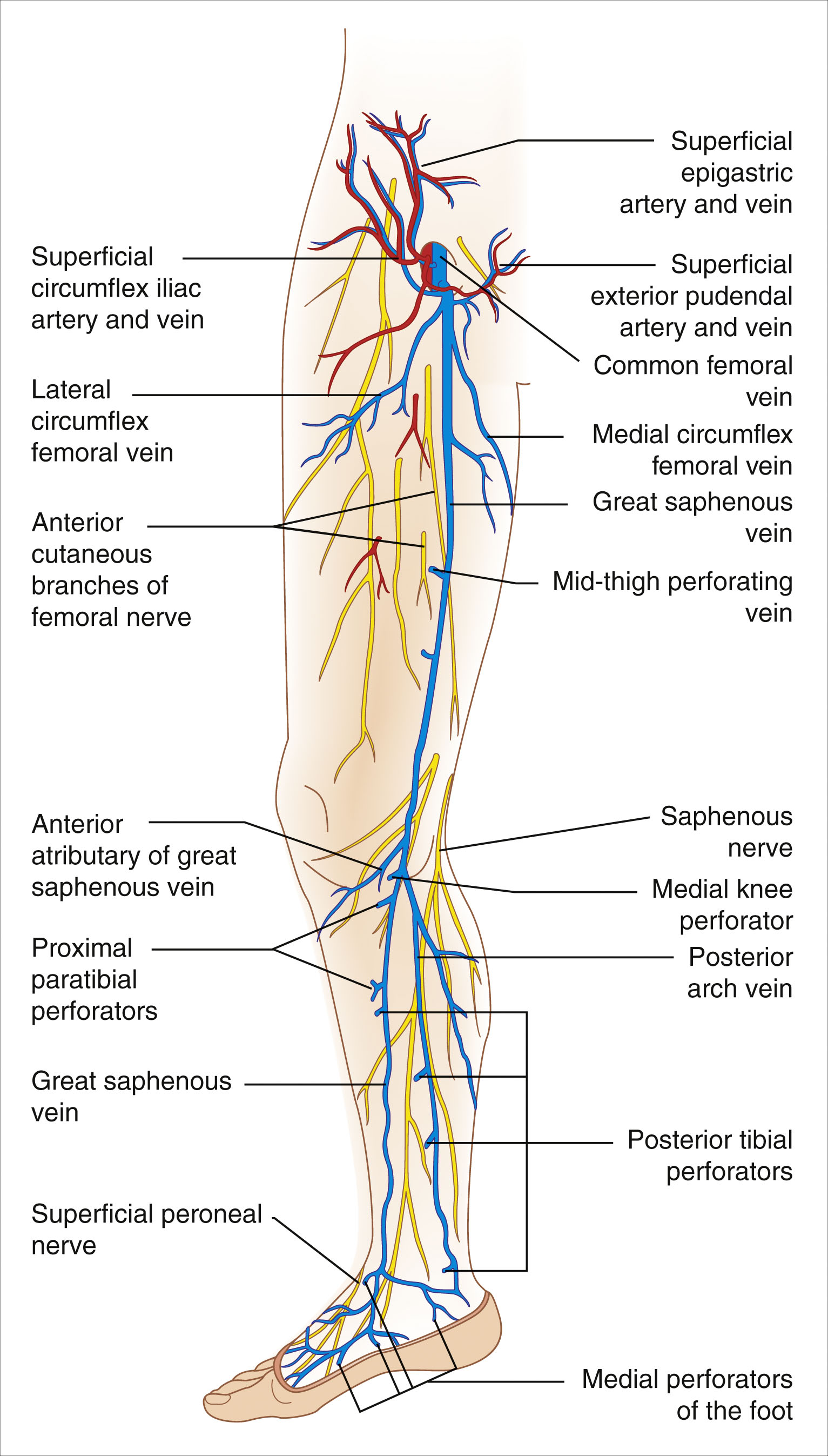 A labeled anatomical diagram of the leg shows the great saphenous vein, perforating veins, and related structures. The labeled anatomical diagram of the left lower limb displays the great saphenous vein and its anatomical relationships. The vein runs from the foot along the medial side of the leg and thigh. Several labeled perforating veins are shown, including proximal posterior perforators, mid-thigh perforating veins, posterior tibial perforators, and medial perforators of the foot. The posterior arch vein connects to the great saphenous vein below the knee. Additional labeled structures include the saphenous nerve, anterior tributary of the great saphenous vein, superficial external pudendal artery and vein, superficial circumflex iliac artery and vein, medial circumflex femoral vein, and superficial femoral artery and vein. Other labels include the superficial peroneal nerve and branches of the femoral nerve.