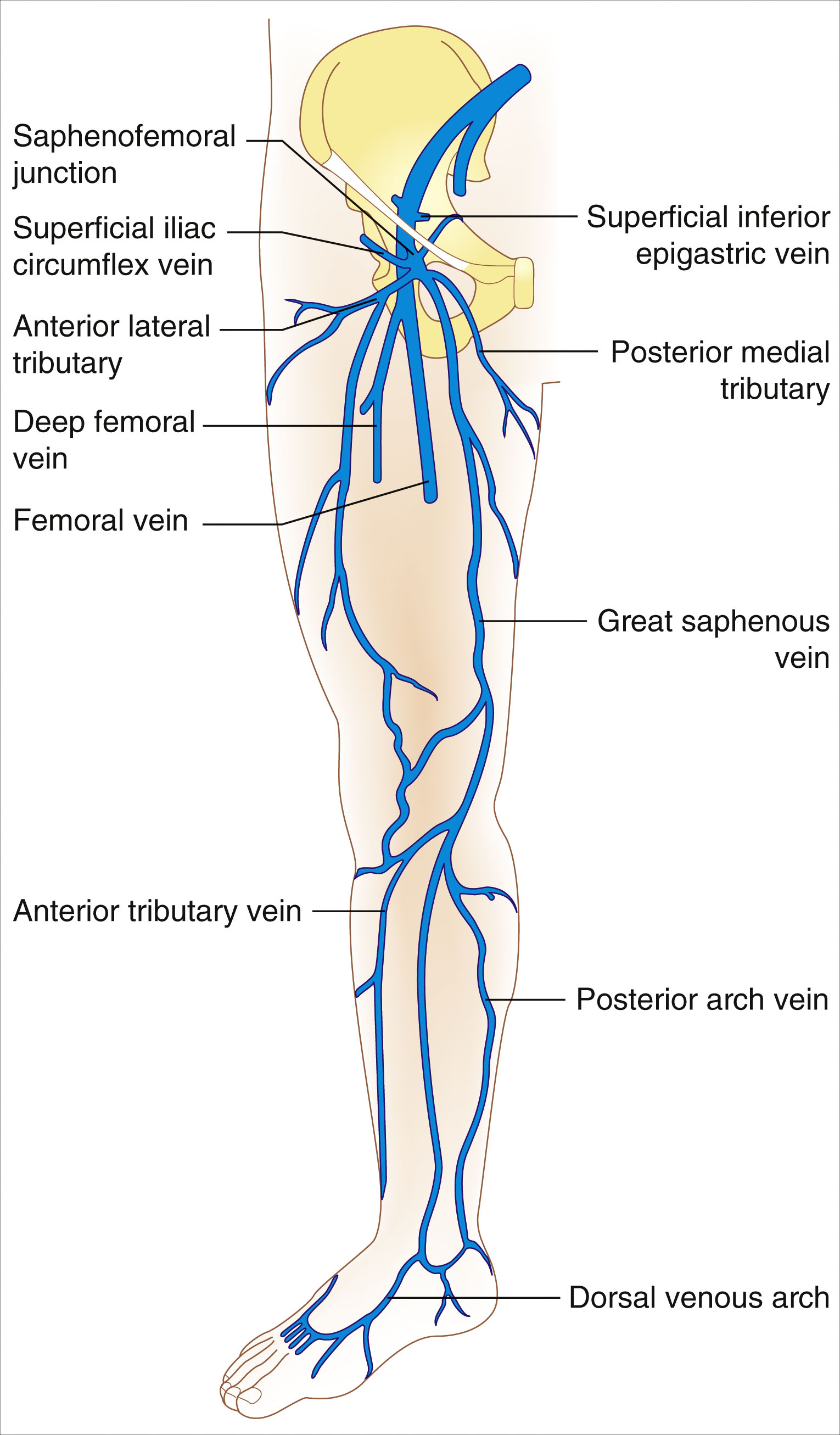 A full-length anterior view diagram of the leg shows the great saphenous vein and labeled branches. The full-length anterior view diagram of a human figure displays the great saphenous vein, which extends from the foot to the groin. The diagram includes labeled branches and connecting veins. At the foot, the dorsal venous arch connects to the great saphenous vein. Further up the leg, the anterior tributary vein, the posterior arch vein, and multiple perforator veins are labeled. In the thigh and pelvic region, labels include superficial iliac circumflex vein, superficial epigastric vein, superficial external pudendal vein, and subterminal and terminal valves. Also labeled are the accessory saphenous vein and the deep femoral vein.