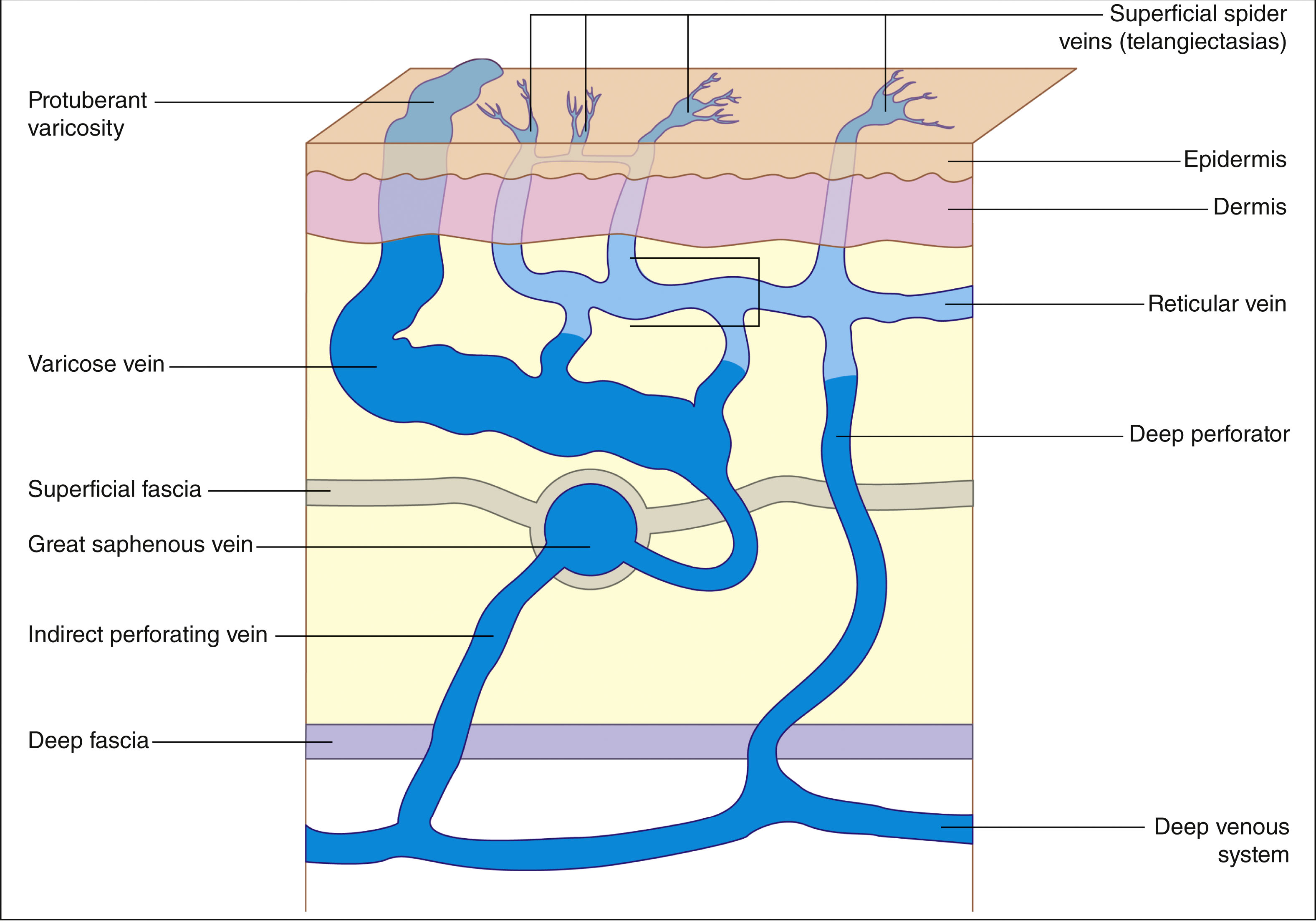 A sagittal anatomical diagram of nasal cavity airflow patterns and structures. The sagittal anatomical diagram illustrates the nasal cavity airflow patterns and anatomical structures, with detailed labeling of the frontal sinus, sphenoid sinus, superior nasal concha, middle nasal concha, inferior nasal concha, hard palate, and soft palate, and directional arrows indicating the complex airflow pathways through the nasal passages during respiration.