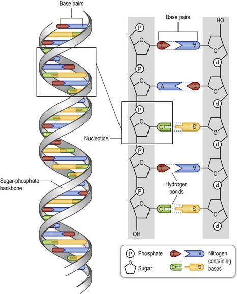 Genetics and prenatal diagnosis | Plastic Surgery Key