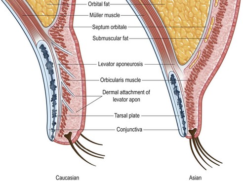 Asian Anatomy 16