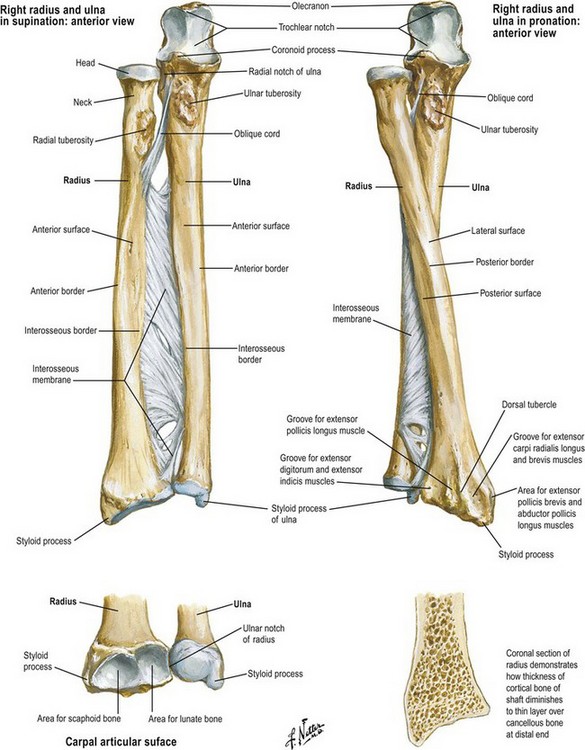 Anatomy and biomechanics of the hand | Plastic Surgery Key