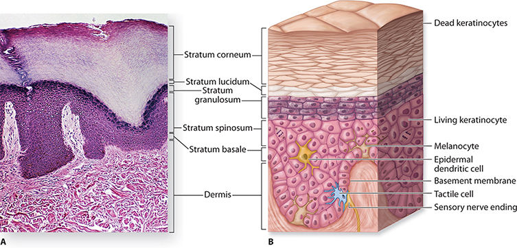 stratum corneum diagram