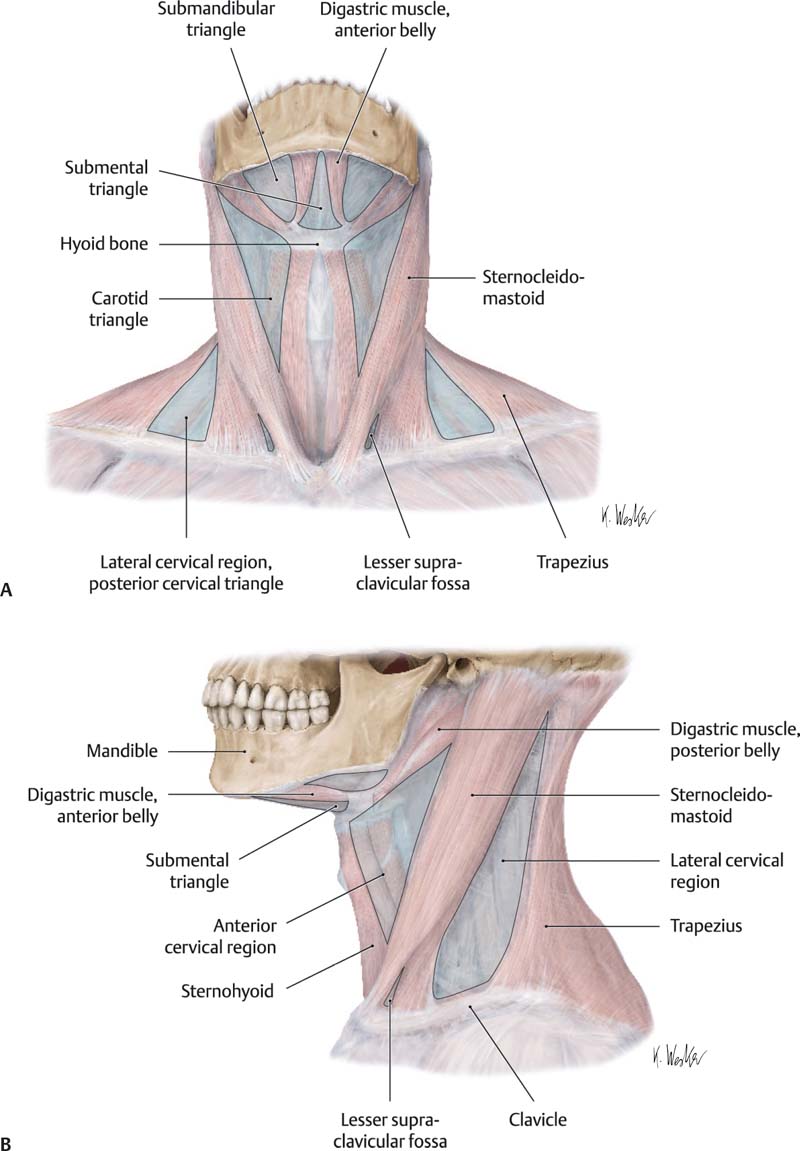 anatomical neck