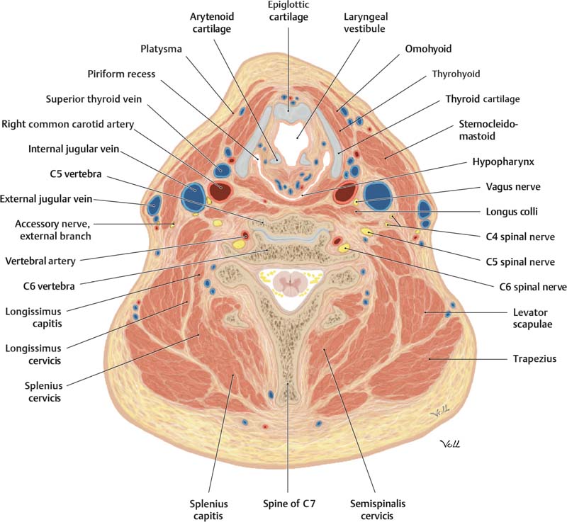 cervical anatomy cross section