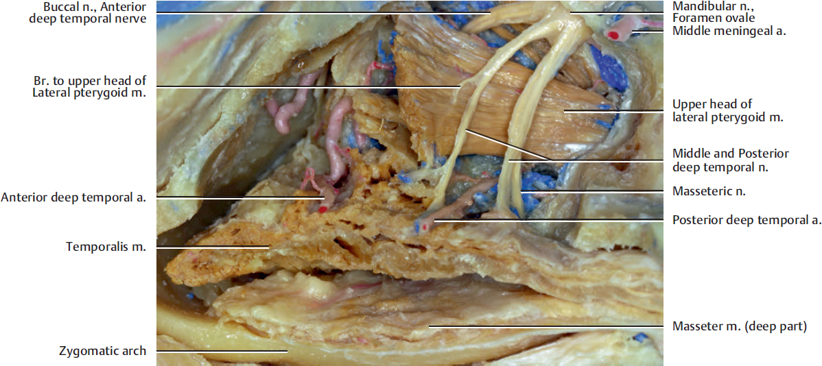 auriculotemporal nerve and middle meningeal artery