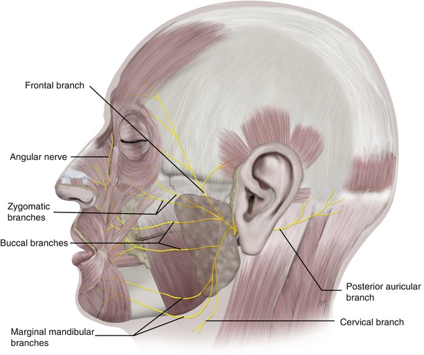 A270654_1_En_5_Fig32_HTML.jpg