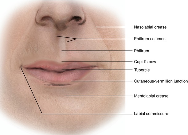 Lips And Chin Plastic Surgery Key