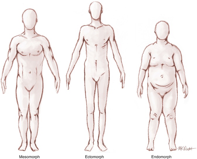 Body types: ectomorph, mesomorph, endomorph. - LA Vascular
