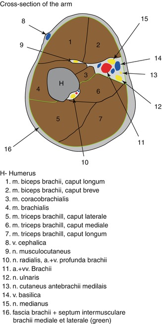 A315234_1_En_4_Fig5_HTML.jpg