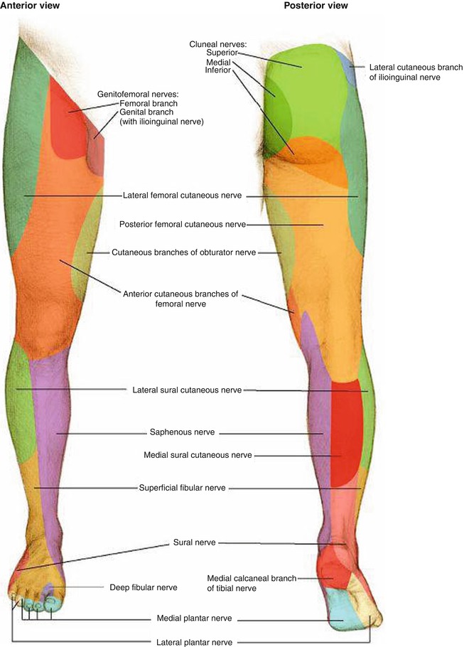 Часть ноги на б. Иннервация нижней конечности анатомия. Иннервация нижней конечности конечности. Иннервация кожи голени нервы. Иннервация кожи нижней конечности.