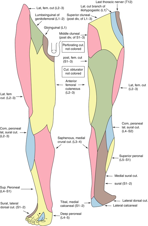 Calf Augmentation | Plastic Surgery Key