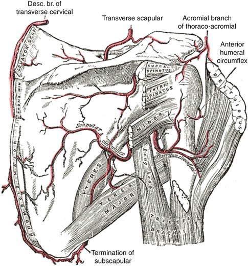 A315234_1_En_9_Fig3_HTML.jpg