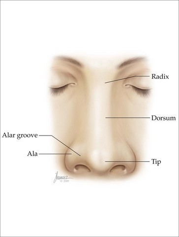 Surgical Anatomy and Physiology of the Nose | Plastic Surgery Key