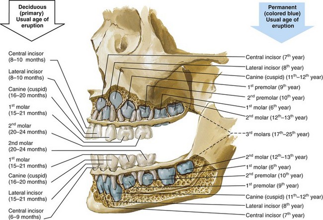 Periodontal Considerations In The Evaluation And Treatment Of Dentofacial Deformities Plastic Surgery Key