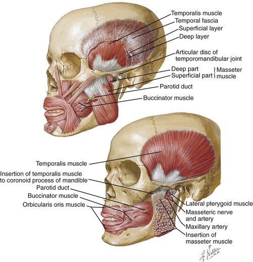 Speech Mastication And Swallowing Considerations In The Evaluation And Treatment Of 5517