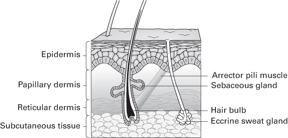 An illustration of the cross section of skin and its structures: L, epidermis, papillary and reticular dermis, and subcutaneous tissue; R, arrector pili muscle, sebaceous gland, hair bulb, and eccrine sweat gland.