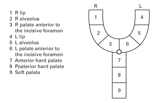 A diagram depicting a structure likened to a crossword puzzle forming the letter ``Y''. Numbers in boxes denote anatomical areas. A small circle appears at the junction, and ``R'' and ``L'' positioned on either end of ``Y''.