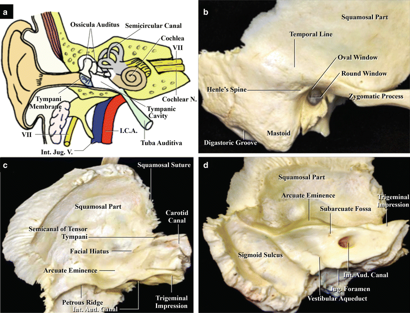 auditory canal